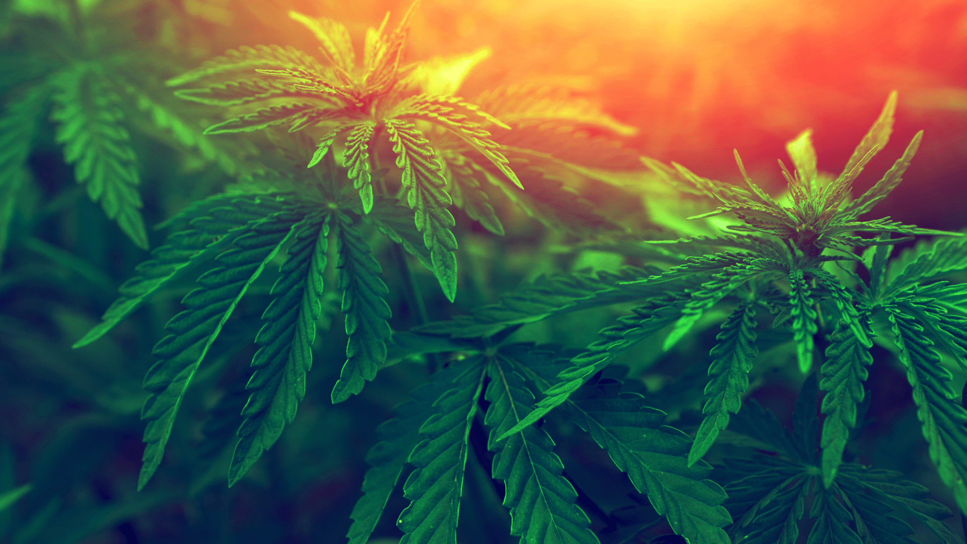 The Effects of THC on the Human Body
